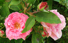 Rose Gerbe Old