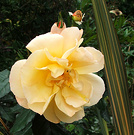 Rose Phormium Leaf