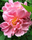 Rose Pink Yellow