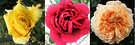 Roses Three Closeup