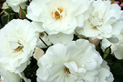 Rosy White Flowers
