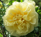 Rugosa Flower Agnes