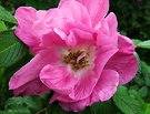Rugosa Mid Pink