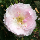 Rugosa Rose Fimbriata