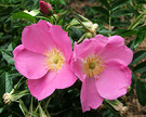Rugosa Small Leaves
