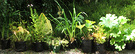 Sale Plants Perennials