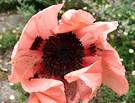 Salmon Poppy Flower
