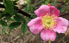 Species Rose Woodsii