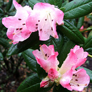 Spring Azalea Raindrop