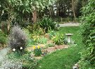 Spring Daffodils Birdbath