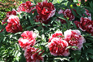 Spring Striped Peonies