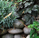 Stones Dianthus Heuchera