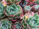 Succulent Sedum Flowering