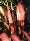 Sun Red Phormium