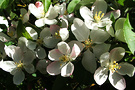 Sunny Crabapple Blossom