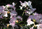 Sunny Graham Rhodo