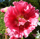 Sunny Hollyhock Flower