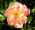 Sunny Old Rose