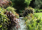 Sunny Stream Phormiums