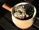 Sunny Succulent Pot