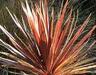 Sunshine Red Cordyline