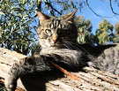 Tabby Tree Cat