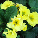 Tatty Yellow Primrose