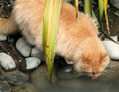 Thirsty Ginger Cat