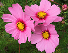 Three Cosmos Flowers