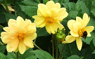 Three Lemon Dahlias