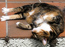 Tortoiseshell Cat Stretch