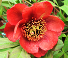 Tree Flower Peony