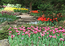 Tulip Rock Garden