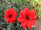 Two Bishop Dahlias