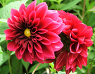 Two Cherry Dahlias