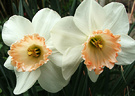 Two Daffodil Apricot