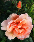 Unknown Apricot Rose