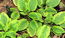 Variegated Comfrey