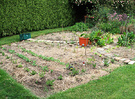 Vegetable Garden Spring