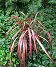 Violet Green Phormium