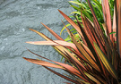 Water Phormium Red