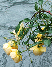 Water Yellow Roses