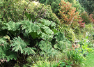 Waterside Foliage Plants