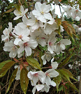 Weeping Cherry Blossom