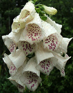 Wet Foxglove