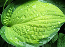 Wet Hosta Leaf