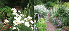 White Flowers Dusk