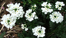 White Iberis Perennial