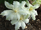 White Large Clematis