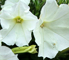 White Petunia